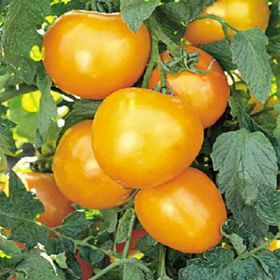 Doğal 20 Adet Golden Jubile Domates Tohumu