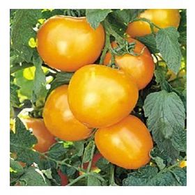 Doğal 20 Adet Golden Jubile Domates Tohumu