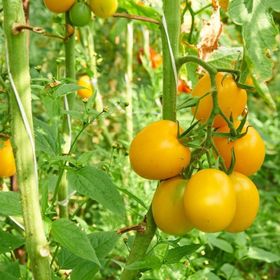 Doğal 20 Adet Golden Jubile Domates Tohumu