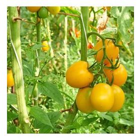 Doğal 20 Adet Golden Jubile Domates Tohumu