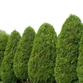 Doğal 20 Adet Kuşkonmaz Tohumu