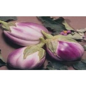 Doğal 20 Adet Rosa Bianca Patlıcan Tohumu
