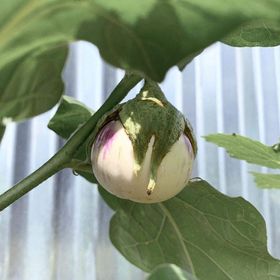 Doğal 20 Adet Rosa Bianca Patlıcan Tohumu