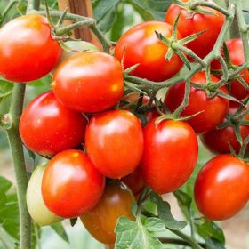 Doğal 20 Tohum Riesentraube Salkım Güzeli Domates Tohumu