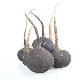 Doğal 30 Tohum Black Prince Turp Tohumu