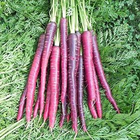 Doğal 40 Tohum Cosmic Purple Havuç Tohumu