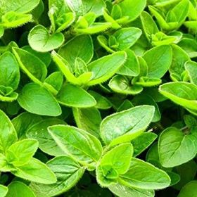 Doğal 400 gram Mercanköşk Tohumu