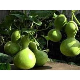 Doğal 5 Tohum Calabash Süs(Su) Kabağı Tohumu