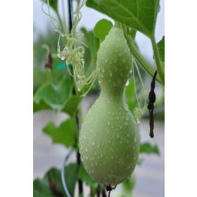 Doğal 5 Tohum Calabash Süs(Su) Kabağı Tohumu