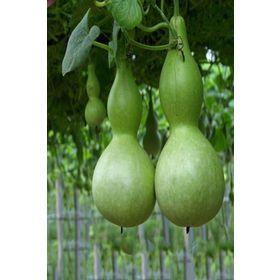 Doğal 5 Tohum Calabash Süs(Su) Kabağı Tohumu