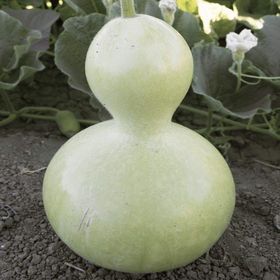 Doğal 5 Tohum Calabash Süs(Su) Kabağı Tohumu