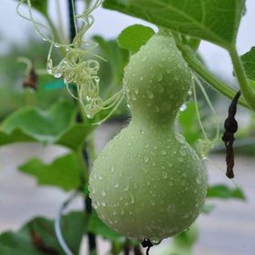 Doğal 5 Tohum Calabash Süs(Su) Kabağı Tohumu