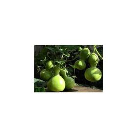 Doğal 5 Tohum Calabash Süs(Su) Kabağı Tohumu