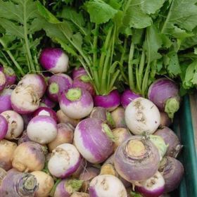Doğal 50 Tohum Purple Top Amrikano Şalgam Tohumu