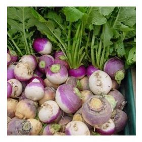 Doğal 50 Tohum Purple Top Amrikano Şalgam Tohumu