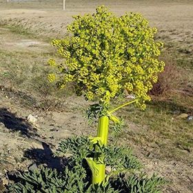 Doğal Çakşır(Çavşır) Otu Tohumu