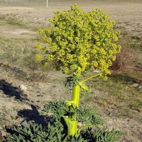 Doğal Çakşır(Çavşır) Otu Tohumu