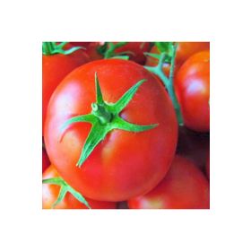 Doğal SC2121 Domates Tohumu