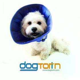 DogCatPlus Medium Elizabeth Kumaş Yakalık