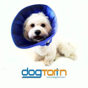 DogCatPlus Medium Elizabeth Kumaş Yakalık