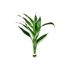 Dracaena Sanderiana Green Saksı Canlı Bitki