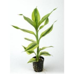 Dracaena Sanderiana White Saksı Canlı Bitki