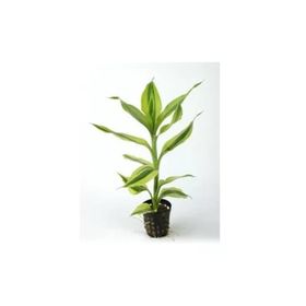Dracaena Sanderiana White Saksı Canlı Bitki