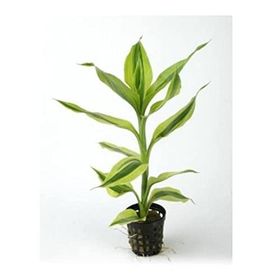 Dracaena Sanderiana White Saksı Canlı Bitki