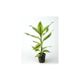 Dracaena Sanderiana White Saksı Canlı Bitki