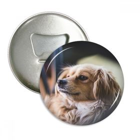 Dthinker 3 Adet Köpek Küçük Hayvan Yalnız Fotoğraf Yuvarlak Şişe Açacağı Buzdolabı Mıknatısı Rozet Düğmesi