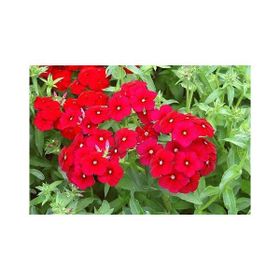E-Fidancım 100 Adet Red Love Floks Çiçeği Tohumu