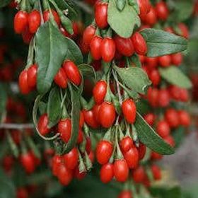 E-Fidancim 20 Adet Goji Berry Kurt Üzümü Tohumu
