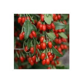 E-Fidancim 20 Adet Goji Berry Kurt Üzümü Tohumu