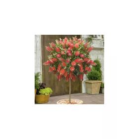 E-Fidancım 30-60 cm Tüplü Fırça Çalısı Fidanı
