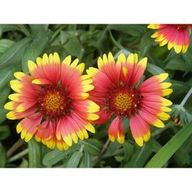 E-Fidancim 30 Adet İndian Blanket Gaillardia Gayret Çiçeği Tohumu