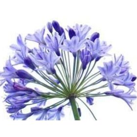 E-Fidancim 5 Adet Agapanthus Afrika Nil Süseni Şefkat Çiçeği Tohumu