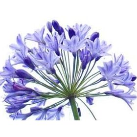E-Fidancim 5 Adet Agapanthus Afrika Nil Süseni Şefkat Çiçeği Tohumu