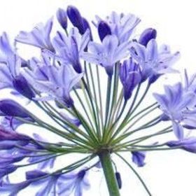 E-Fidancim 5 Adet Agapanthus Afrika Nil Süseni Şefkat Çiçeği Tohumu