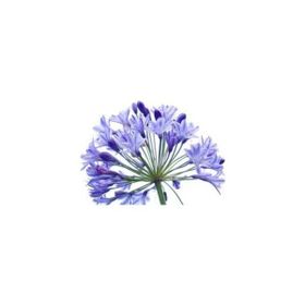 E-Fidancim 5 Adet Agapanthus Afrika Nil Süseni Şefkat Çiçeği Tohumu