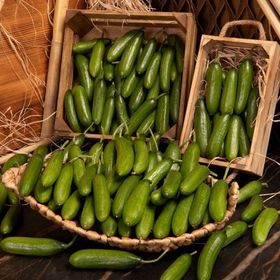 E-Fidancım 5 Adet Çıtır Çengelköy Salatalık Fidesi