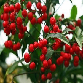 E-Fidancım 5 Adet Coralberry Tohumu