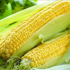 E-Fidancım 5 Adet Haşlamalık Mısır Fidesi
