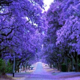 E-Fidancım 5 Adet Jacaranda Ağacı Tohumu