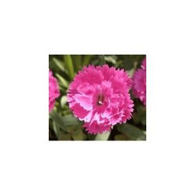 E-Fidancım 50 Adet Çin Pembesi Dianthus Çiçeği Tohumu