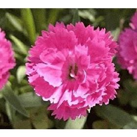 E-Fidancım 50 Adet Çin Pembesi Dianthus Çiçeği Tohumu