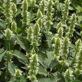 E-Fidancım 50 Adet Dev Meksida Beyazı Hyssop Çiçeği Tohumu