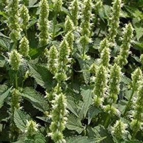 E-Fidancım 50 Adet Dev Meksida Beyazı Hyssop Çiçeği Tohumu