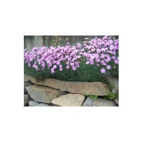 E-Fidancım 50 Adet Dianthus Kır Pembesi Çiçeği Tohumu
