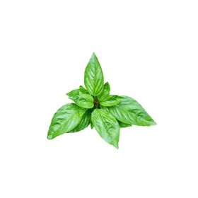 E-Fidancım 50 Adet Dogal Green Flesh Geniş Yapraklı Aromatik Fesleğen Tohumu