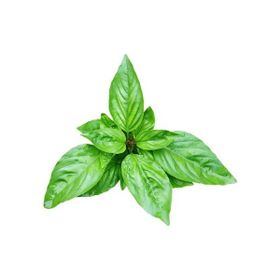 E-Fidancım 50 Adet Dogal Green Flesh Geniş Yapraklı Aromatik Fesleğen Tohumu